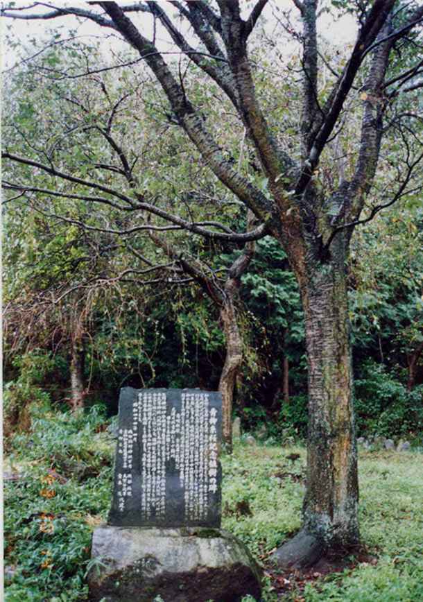 糸桜記念樹碑