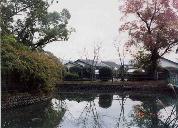 桜子の池