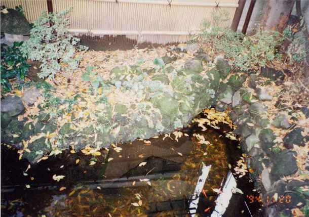庭前の池