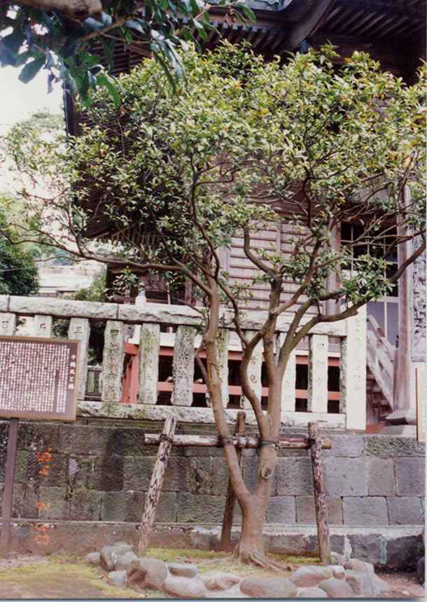 三島神社橘