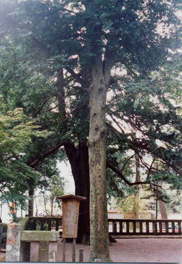 伊豆山神社なぎの木
