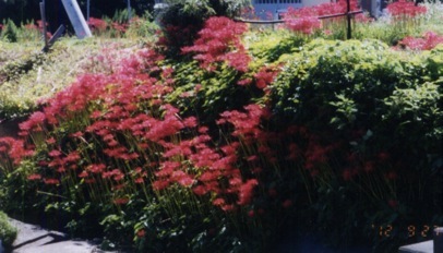 �֎썹�؂̉ԁ@�������s�@�i��12.9�j