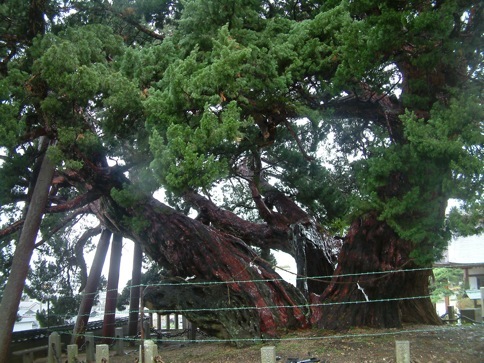 �󐶉@�@���_�V�c��A���̃V���p�N�@�i�����P�U.�P�P�j