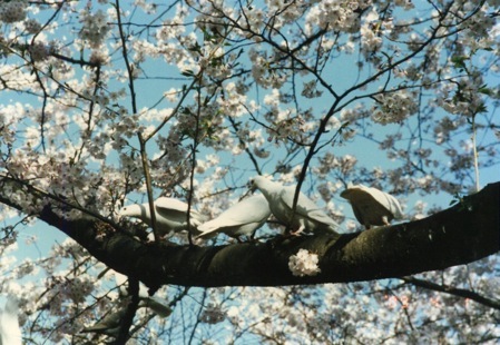 �����_�Ђ̍��Ɣ����@�i��1.4�j