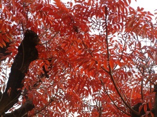 �����@�Z�`���̍g�t�@�����P�V.�P�Q