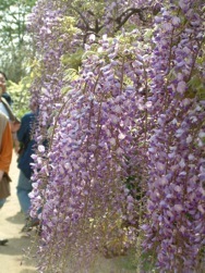 �����t�����[�p�[�N�̓��@�����P�W.�T