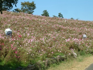 ���a�L�O�����̃R�X���X�@�����P�W.�P�O