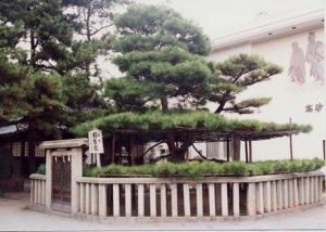 「高砂」相生の松<br /> 高砂市 高砂神社 (平7.9)